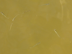 Cnesterodon decemmaculatus