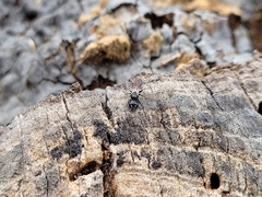 Crossocerus capitosus
