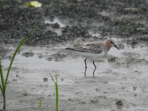 Calidris ruficollis