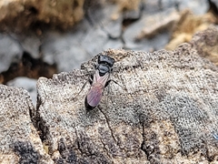 Crossocerus capitosus