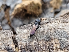Crossocerus capitosus