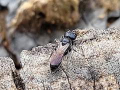 Crossocerus capitosus