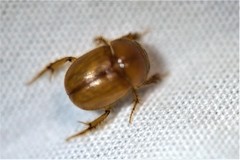 Neochodaeus frontalis