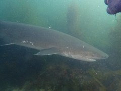 Notorynchus cepedianus