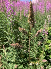 Dactylis glomerata