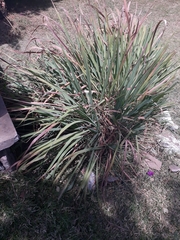 Dasylirion berlandieri