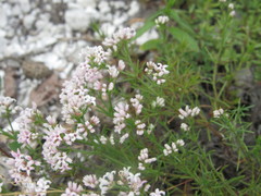 Asperula tephrocarpa