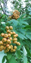 Sorbus aucuparia