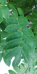 Sorbus aucuparia