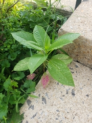 Phytolacca americana