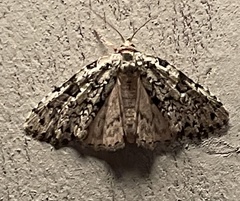 Leuconycta