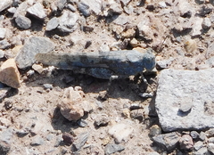 Sphingonotus rubescens