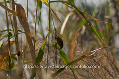 Ploceus melanocephalus
