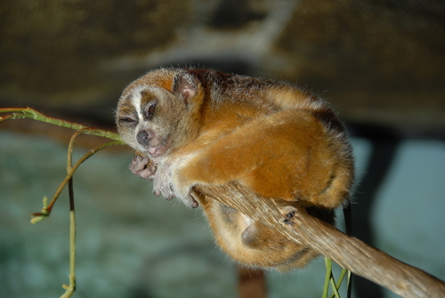 Xanthonycticebus pygmaeus