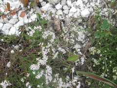 Asperula tephrocarpa
