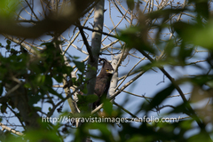 Lophaetus occipitalis