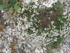 Asperula tephrocarpa
