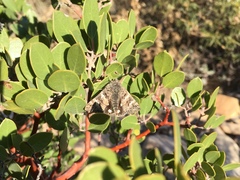 Litocala sexsignata