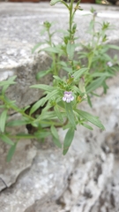Chaenorhinum