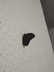 Melanitis leda