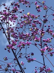 Thalictrum rochebruneanum