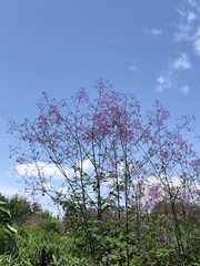 Thalictrum rochebruneanum