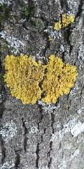 Xanthoria parietina