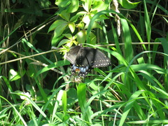 Papilio polyxenes