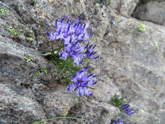 Phyteuma hedraianthifolium