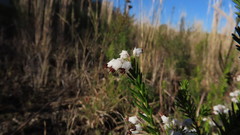 Erica simulans