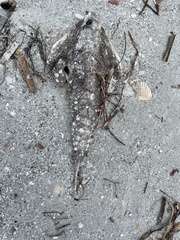 Ogcocephalus cubifrons