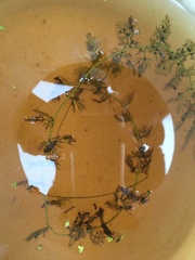 Utricularia intermedia