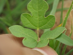 Vigna indica