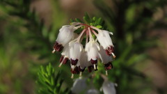 Erica simulans
