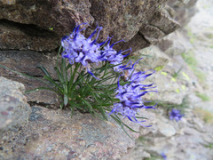 Phyteuma hedraianthifolium