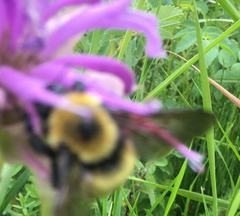 Bombus nevadensis