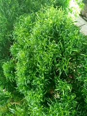 Melicope denhamii