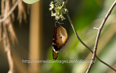 Danaus chrysippus alcippus
