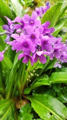 Primula nivalis
