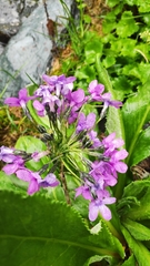 Primula nivalis