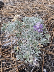 Lupinus duranii