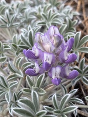 Lupinus duranii