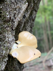 Pleurotus citrinopileatus