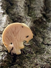 Pleurotus citrinopileatus