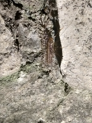 Scutigera coleoptrata