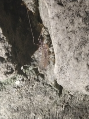 Scutigera coleoptrata