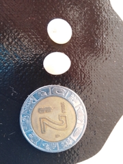 Hemiphyllodactylus typus