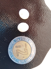 Hemiphyllodactylus typus