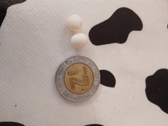 Hemiphyllodactylus typus