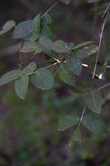 Chionanthus foveolatus